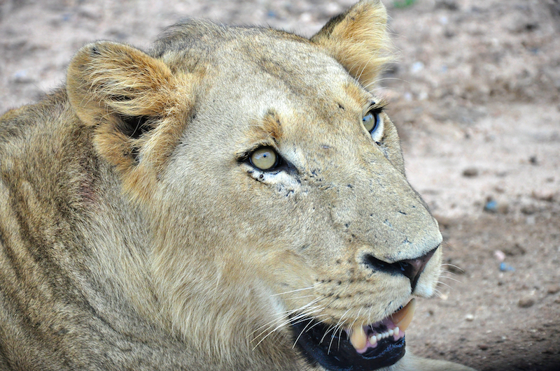 Melanie Heinrich - travel images - Lion Sands Private game reserver Hazyview